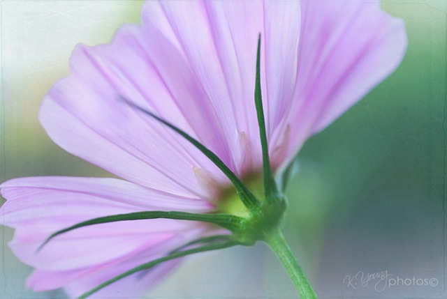 [DSC_0033 copy 2[4].jpg]